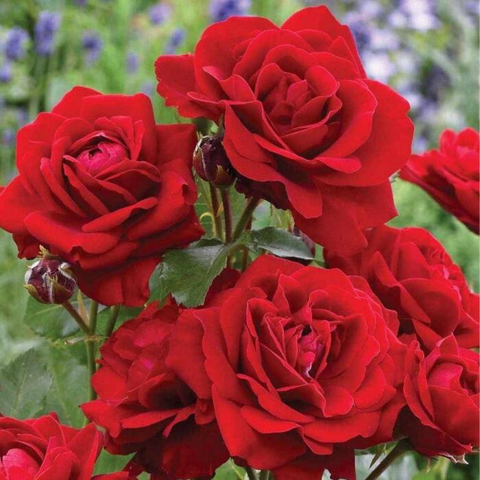 Róża rabatowa Czerwona typu Ninnka w balocie