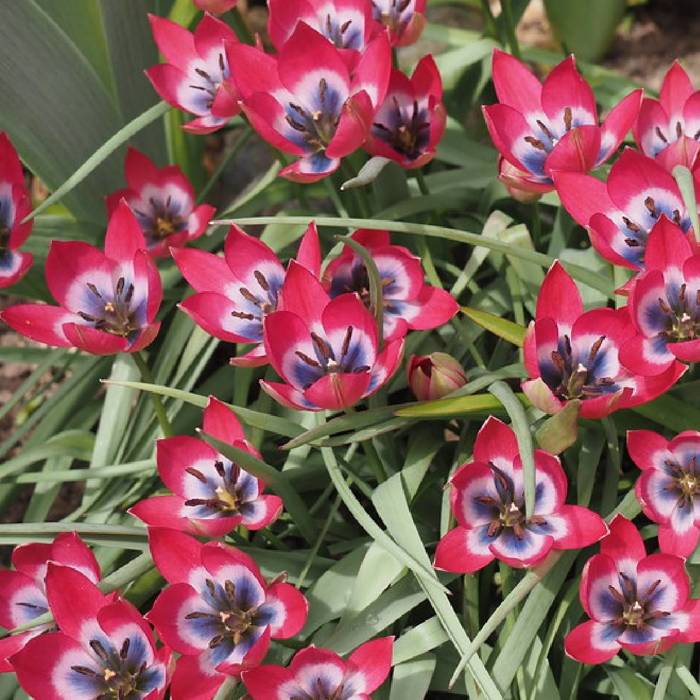 Tulipan botaniczny Little Beauty