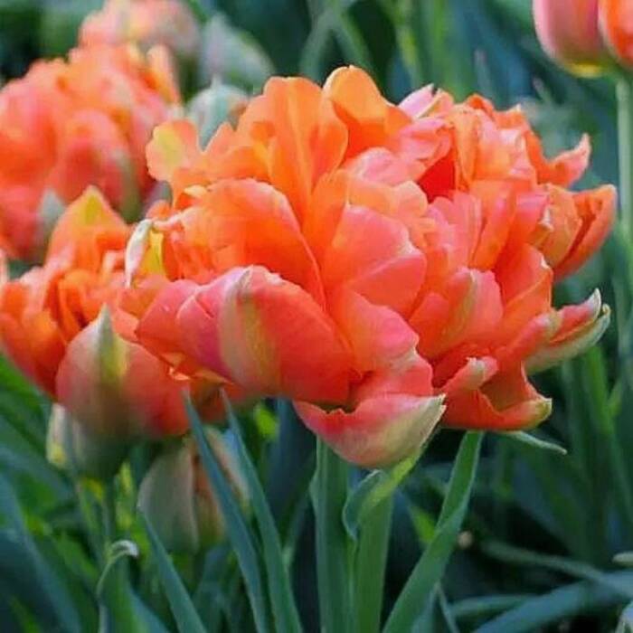 Tulipan pełny Monate Orange