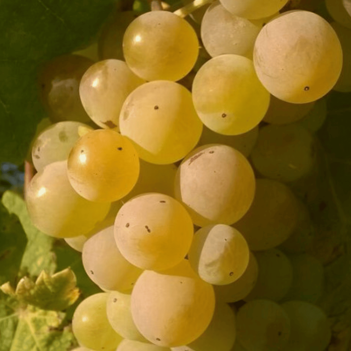 Winorośl winogrona Bianca