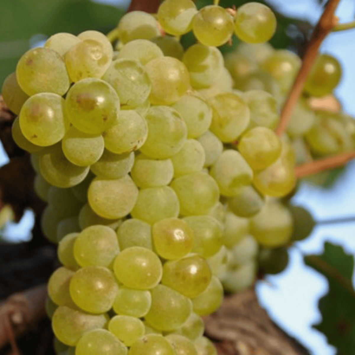 Winorośl winogrona Cayuga White