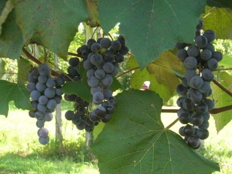 Winorośl winogrona Fredonia