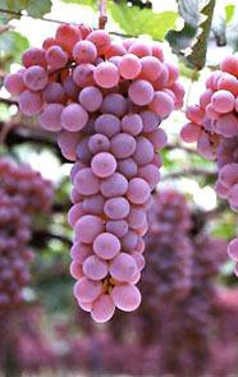 Winorośl winogrona Siostra Vanessy bezpestkowa