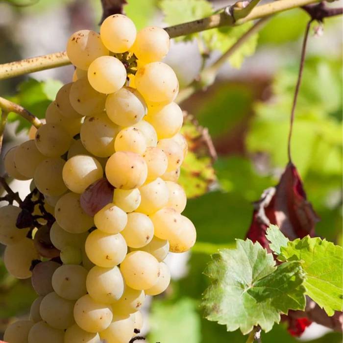 Winorośl winogrona Suwile