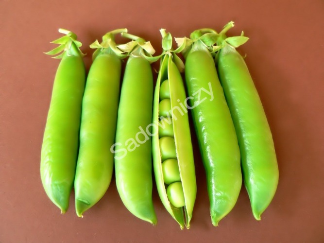 Henryk, Ostrów Mazowiecka