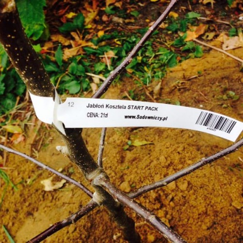 J. Pawel, Warszawa-Wilanów