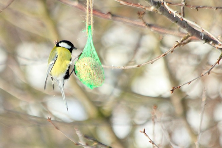 Dobrosława, Poznań