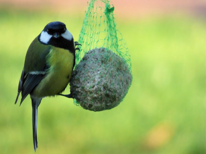 Teresa, Brzezia Łąka