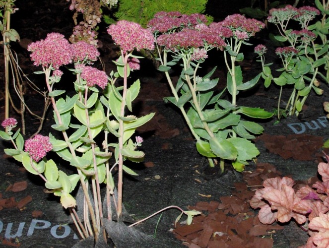 Liwiusz, Krościenko Wyżne