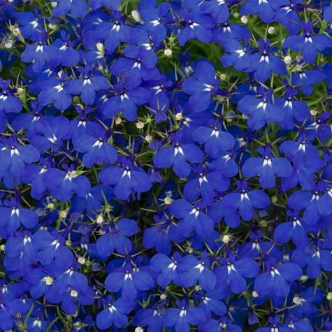 Lobelia przylądkowa Stroiczka Blue Carpet 0,5 g Vilmorin Sadowniczy.pl