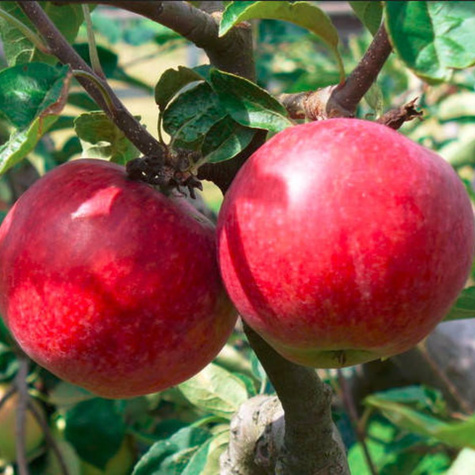 Jabłoń kolumnowa Garden Fountain Plant Pack Sadowniczy.pl