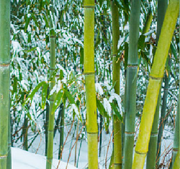 Bambusy Mrozoodporne 