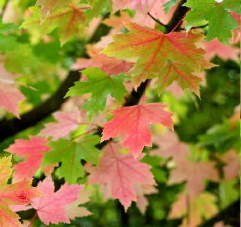 Drzewa liściaste | Sadowniczy.pl