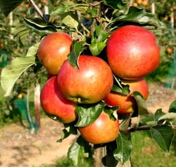 Jabłonie parchoodporne