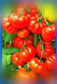 Choroby i szkodniki pomidora