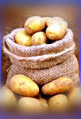 Choroby i szkodniki ziemniaków