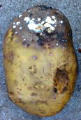 Zaraza ziemniaka
