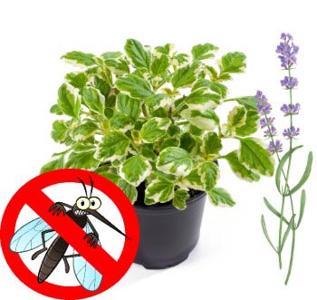 Rośliny i preparaty odstraszające komary