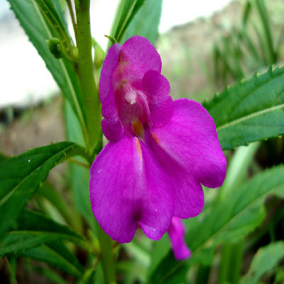niecierpek balsamina