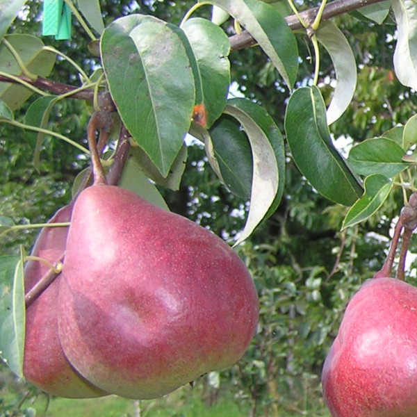grusza Red Bonkreta Williamsa