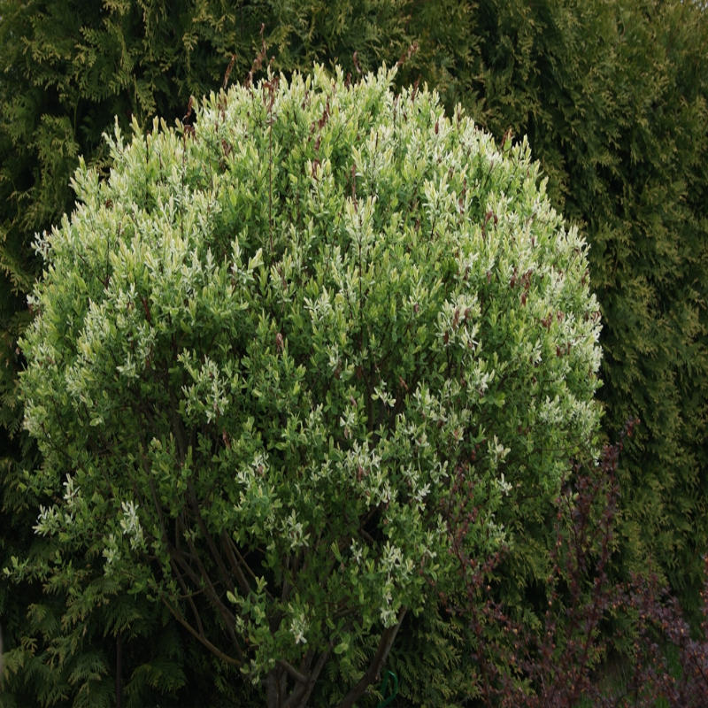 Salix integra Hakuro-Nishiki