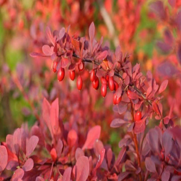 berberys thunberga Atropurpurea