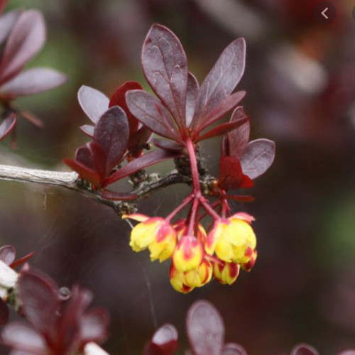 Berberys Atropurpurea