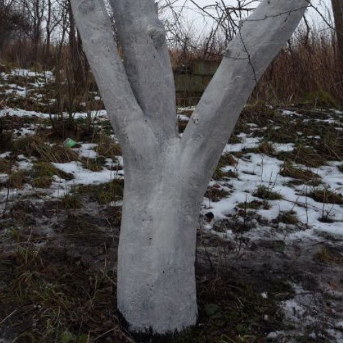 drzewo owocowe zima