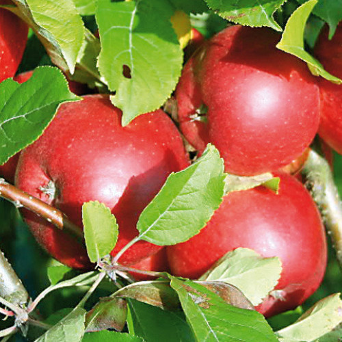 jabłka jabłoni Santana