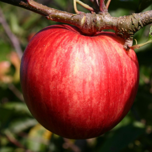 jabłko Piros