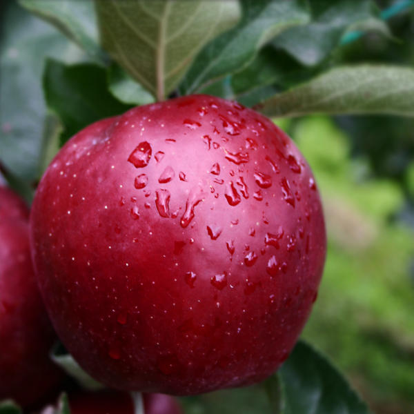 jabłko rubinstar