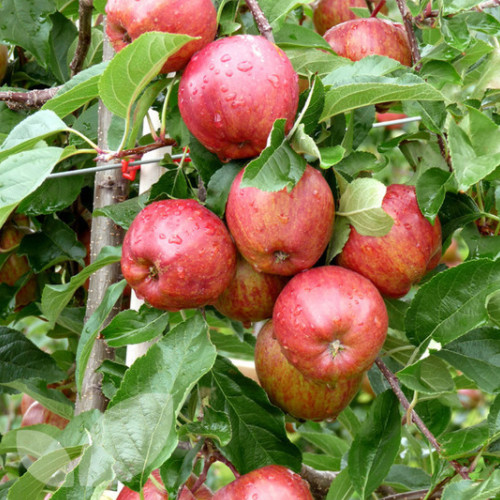 jabłoń Gala