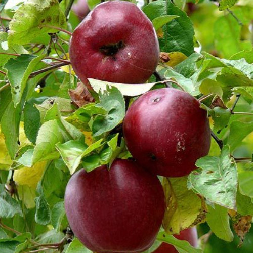 jabłoń Malinówka