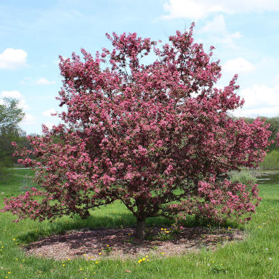 jabłoń purpurowa