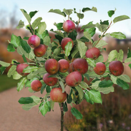 jabłoń Red Boskoop