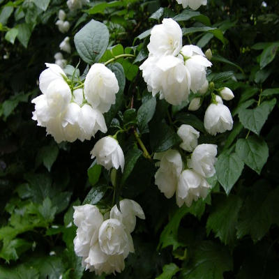 jasminowiec