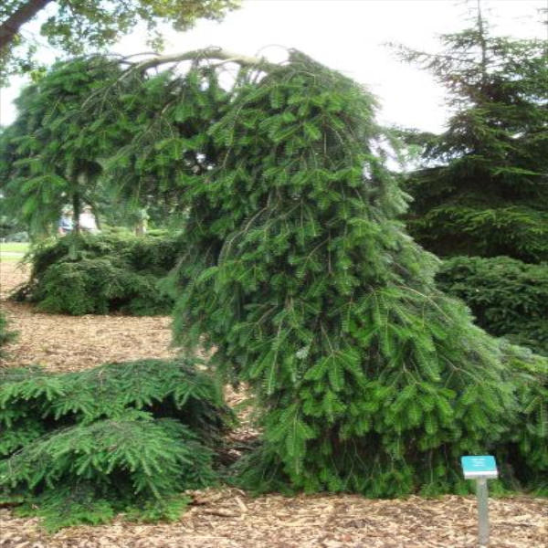 jodła pospolita Pendula