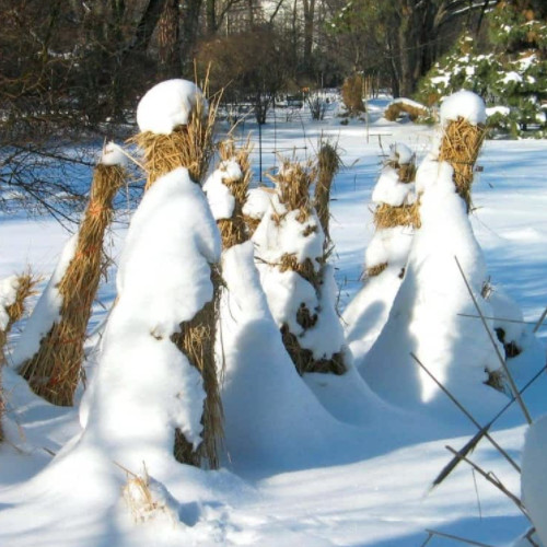 ochrona drzewek zimą
