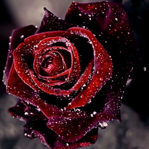 róża wielokwiatowa Czarna Madonna