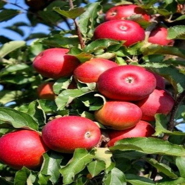 jabłoń rubinstar