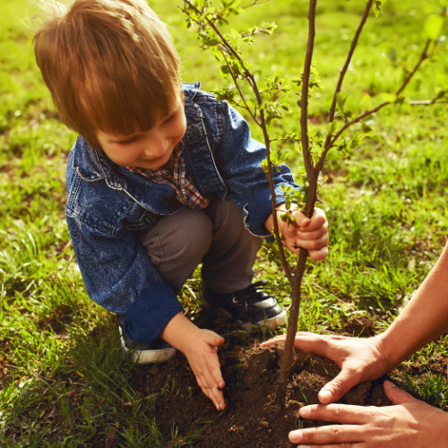 sadzenie drzewka z dzieckiem