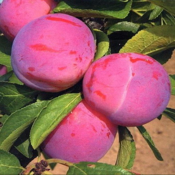 śliwa jerozolimka