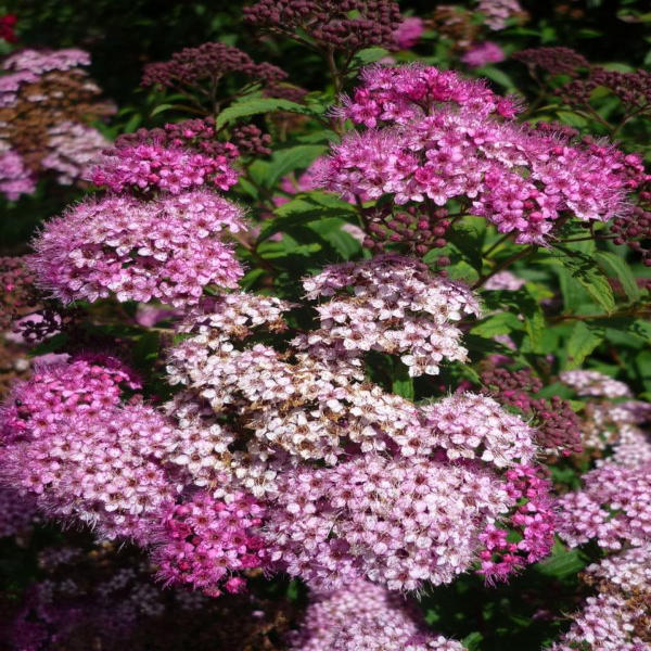japanese dwarf