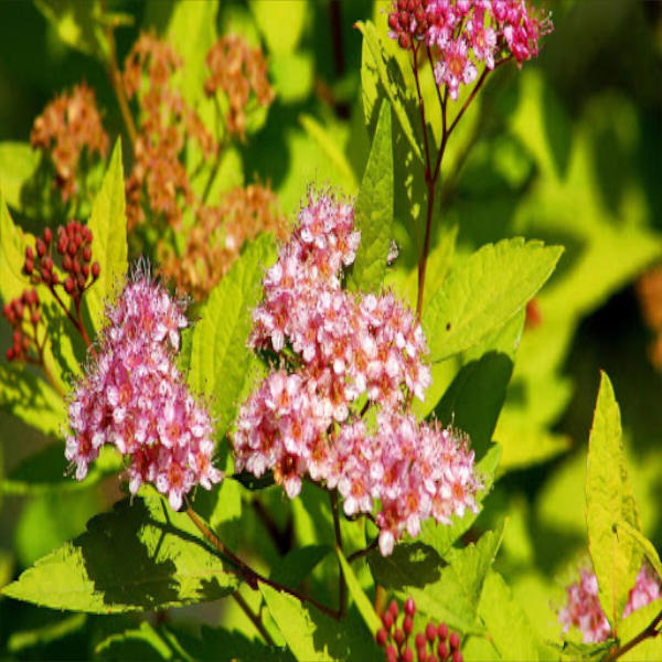 spiraea japonica japanese dwarf