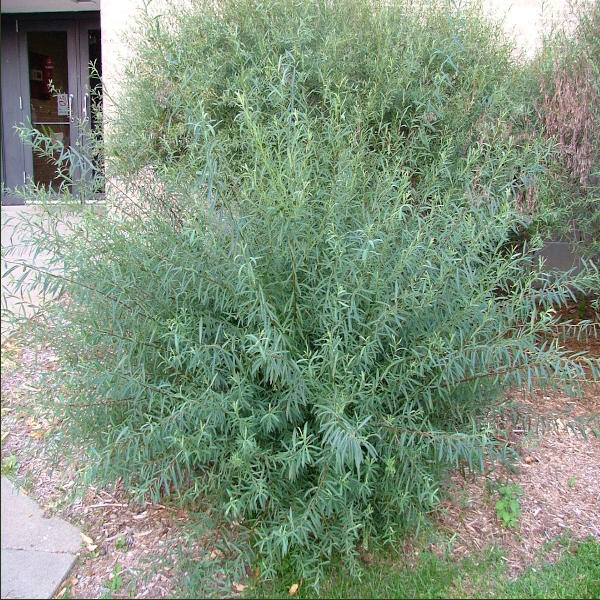 Wierzba Gracilis Salix purpurea