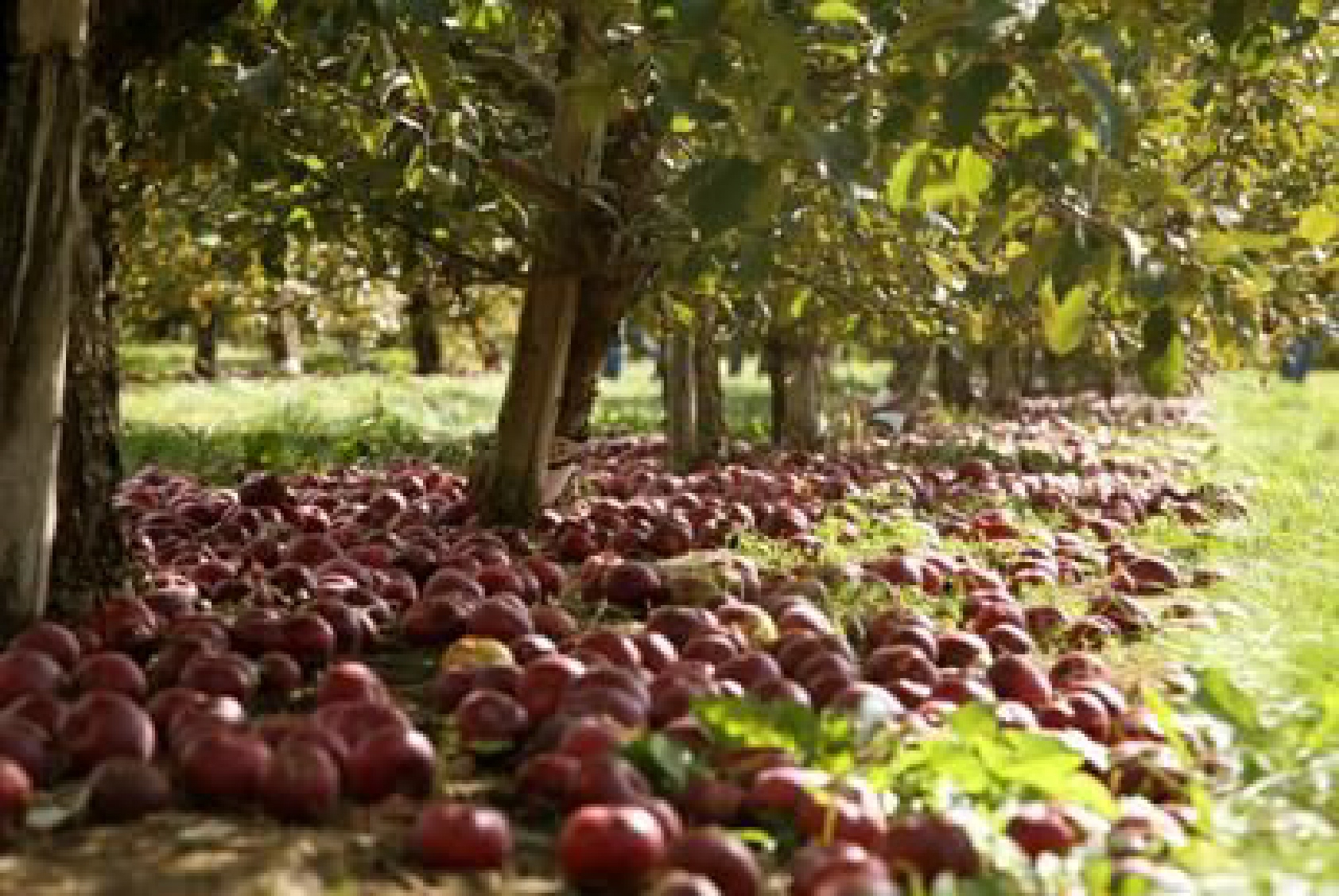 Nasze sadzonki jabłoni są najwyższej jakości, co gwarantuje zdrowe i soczyste jabłka! Poznaj nasza szeroką ofertę! Gwarantujemy szybką realizację zamówienia i fachową obsługę!