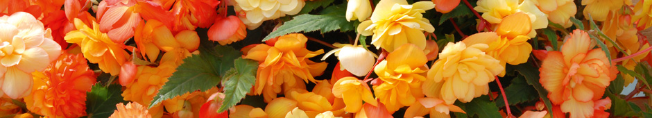 Polecamy begoni uprawę każdemu miłosnikowi pięknych kwiatów!. Uprawiać begonię można na tarasie lub balkonie, jest idealna do doniczek. Poznaj naszą szeroką ofertę sprawdzonych odmian begonii!