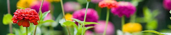 Poznaj naszą ofertę nasion cynii! Uprawiaj kwiaty cynii we własnym ogrodzie! Cynie to jedne z najpiękniejszych letnich kwiatów! Oferujemy szeroki wybór odmian cynii!