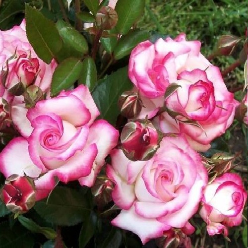 Róża pnąca Biało-Różowa typu Hend