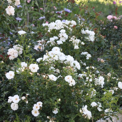 Róża miniaturowa okrywowa biała